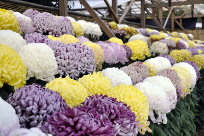 Fleurs de chrysanthème, kiku no hana 菊の花 © Aventure Japon