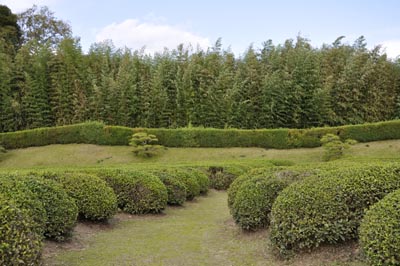 Plantation de thé au Japon © Aventure Japon