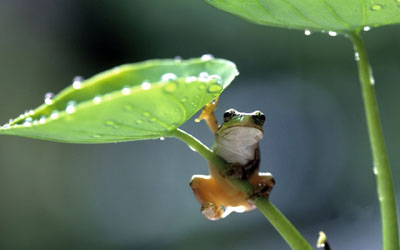 Les grenouilles, kaeru カエル, se font entendre dès l'arrivée de l'été, rikka 立夏