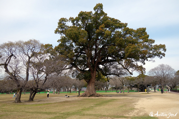 Le camphrier géant, kusunoki クスノキ du parc Ninomaru 二の丸広場 du château de Kumamoto