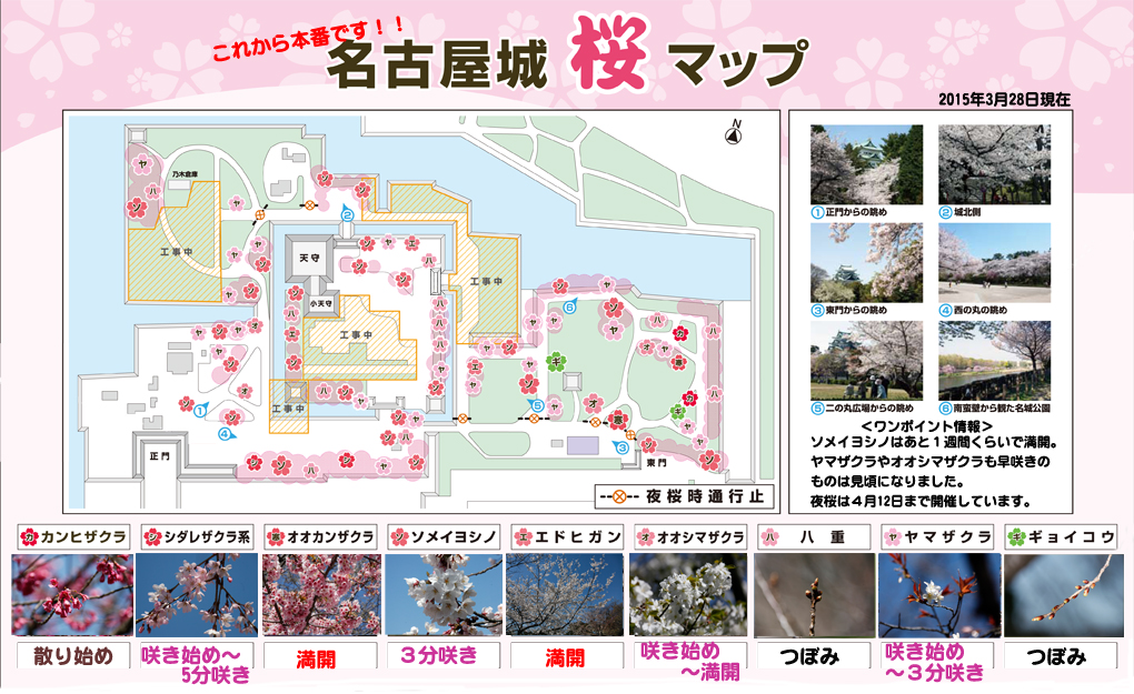 Carte des cerisiers en fleurs du château de Nagoya 名古屋城 © Ville de Nagoya 名古屋市