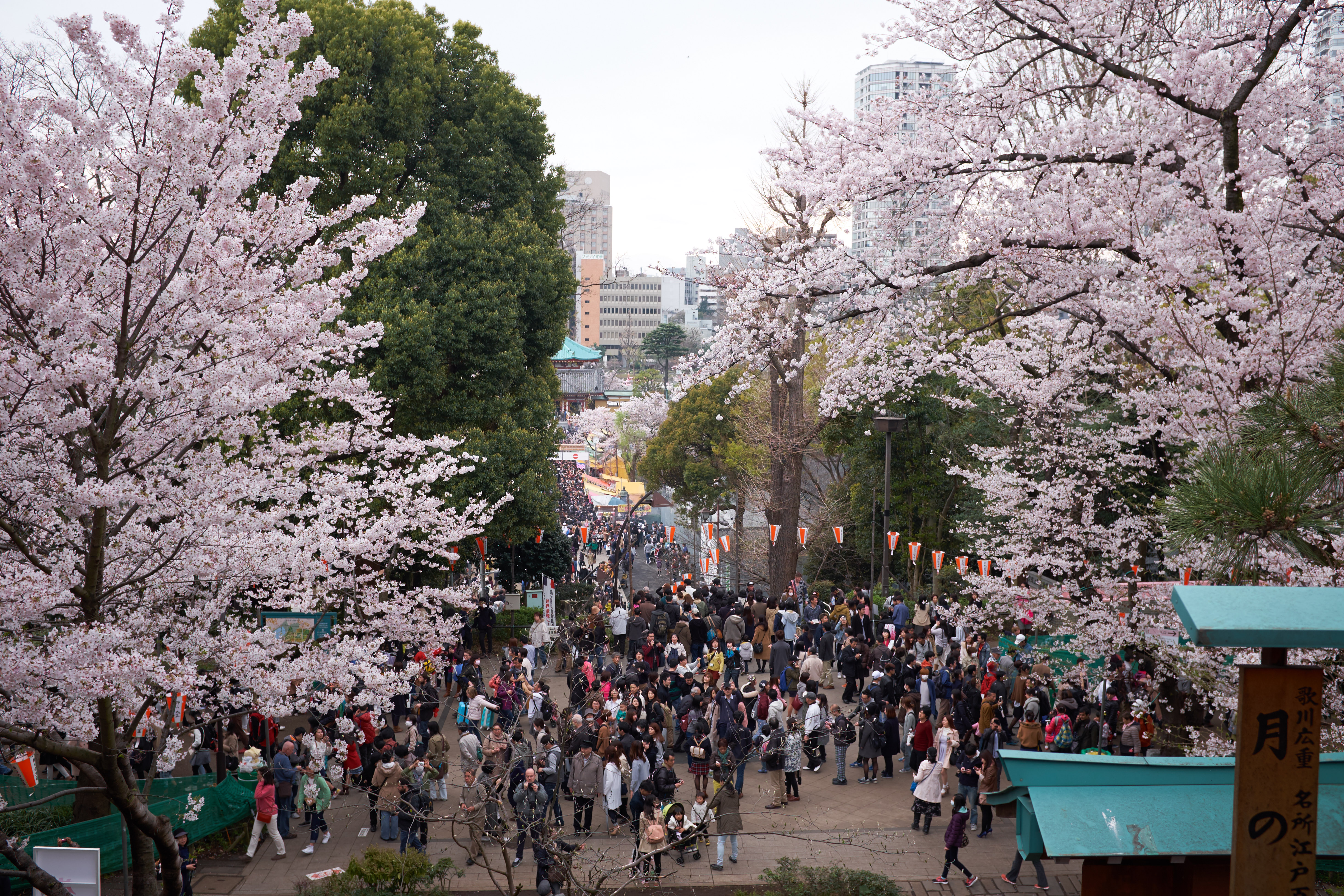Le parc d'Ueno envahi par les touristes © Aventure Japon