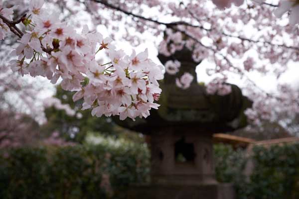 Les cerisiers au parc Ueno © Aventure Japon