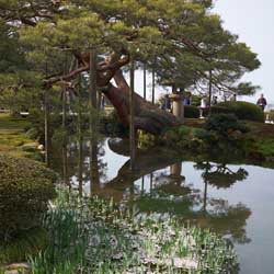 Le Karasaki-matsu 唐崎松, un des arbres remarquables du jardin au bord de l'étang Kasumiga-ike 霞ヶ池 © Aventure Japon 2016