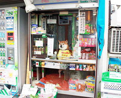 Shiba-chan シバちゃん dans son kiosque à tabac, Suzuki tabako-ten 鈴木たばこ店 © Koganei Fire Station , Koganei shôbôsho 小金井消防署