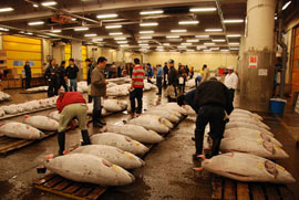 Le marché aux poissons de Tsukiji, Tsukiji ichiba 築地市場, à Tokyo © www.kasako.com
