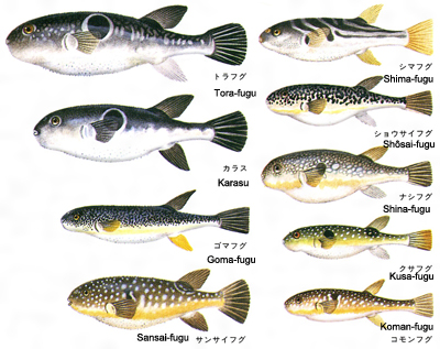Différents types de fugu フグ　© Kodansha